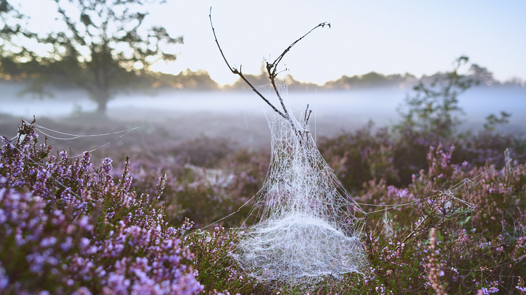 20200901_062257_MH_a7MKII