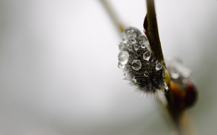 Weidenkätzchen mit Wassertropfen