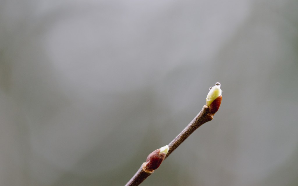 Knospen mir Regentropfen im Frühjahr