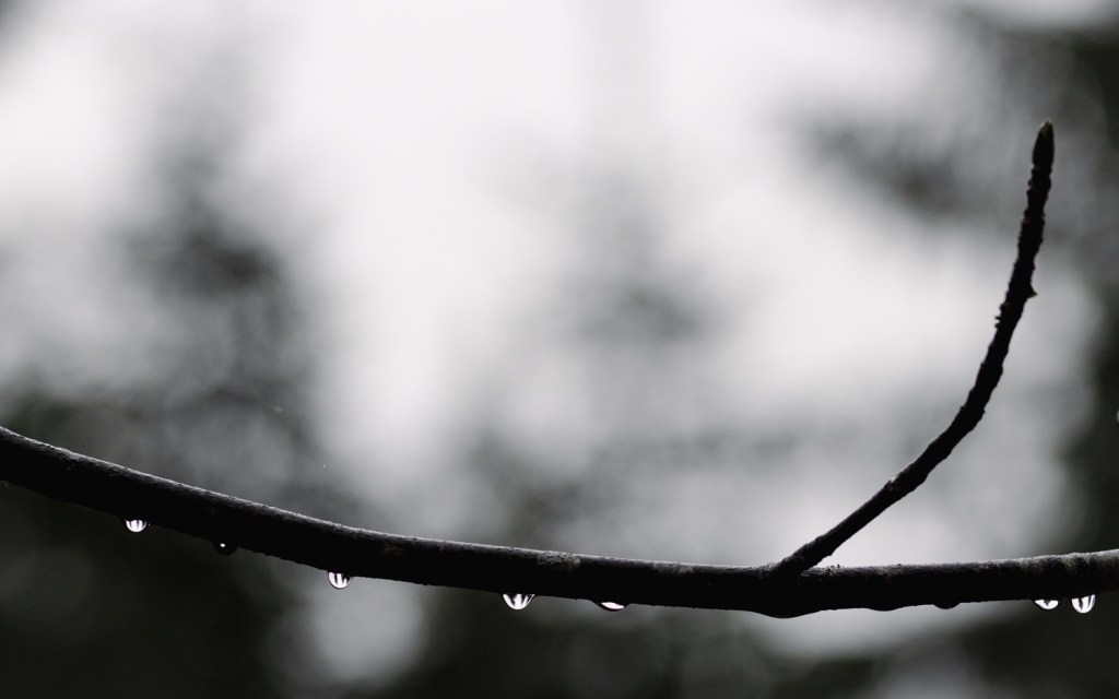 Nasser Zweig im Regen