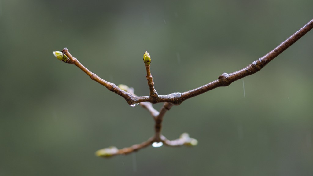 Knospen an einem Regentag im Frühling
