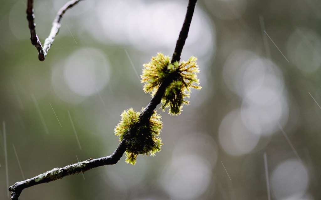 Moos am Zweig im Regen