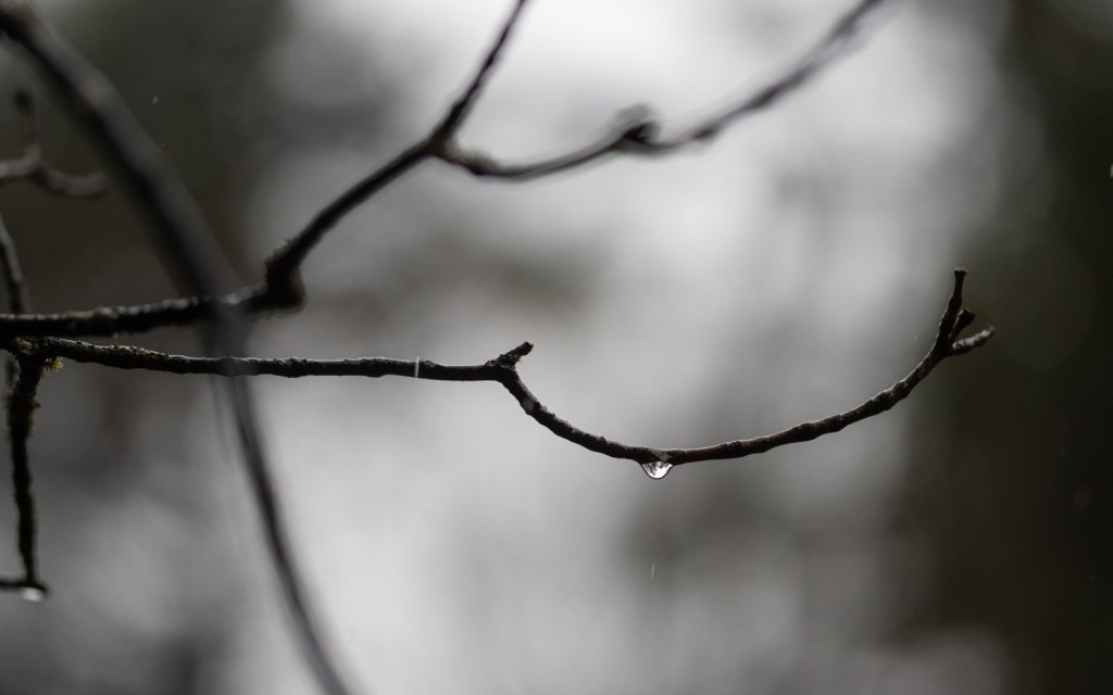 Trockener Zweig mit Wassertopfen