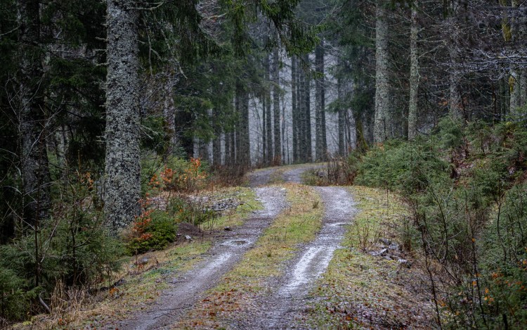 Waldweg im Schwarzwald bei Regen