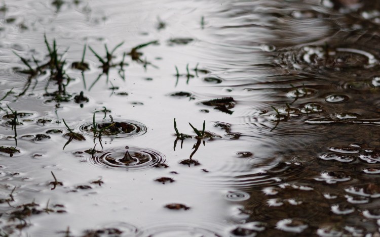 Regen fällt in eine Pfütze im Schwarzwald