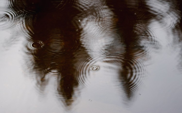 Bäume spiegeln sich in einer Pfütze mit Wassertropfen