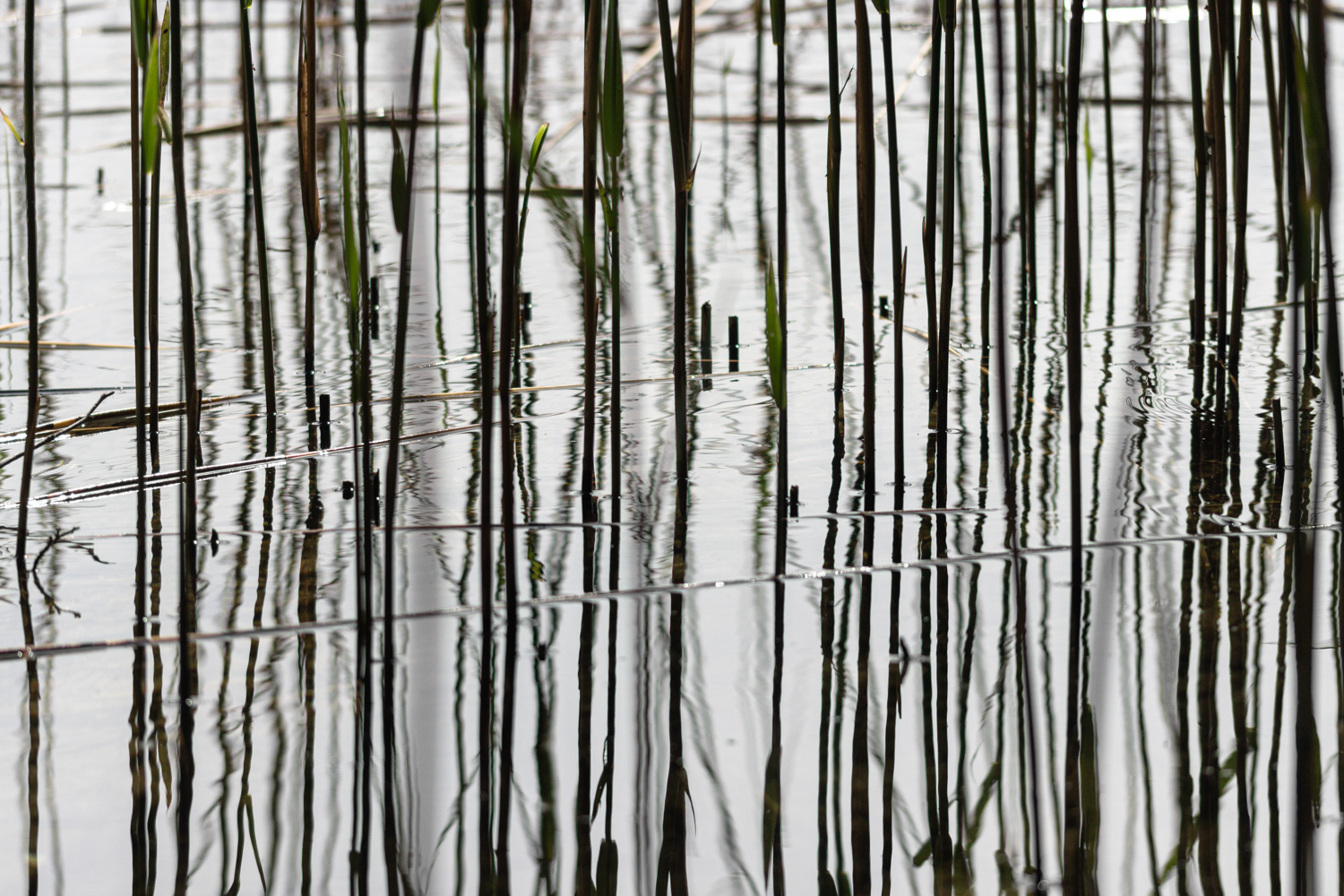 Schilf spiegelt sich auf der Wasseroberfläche am See-Ufer