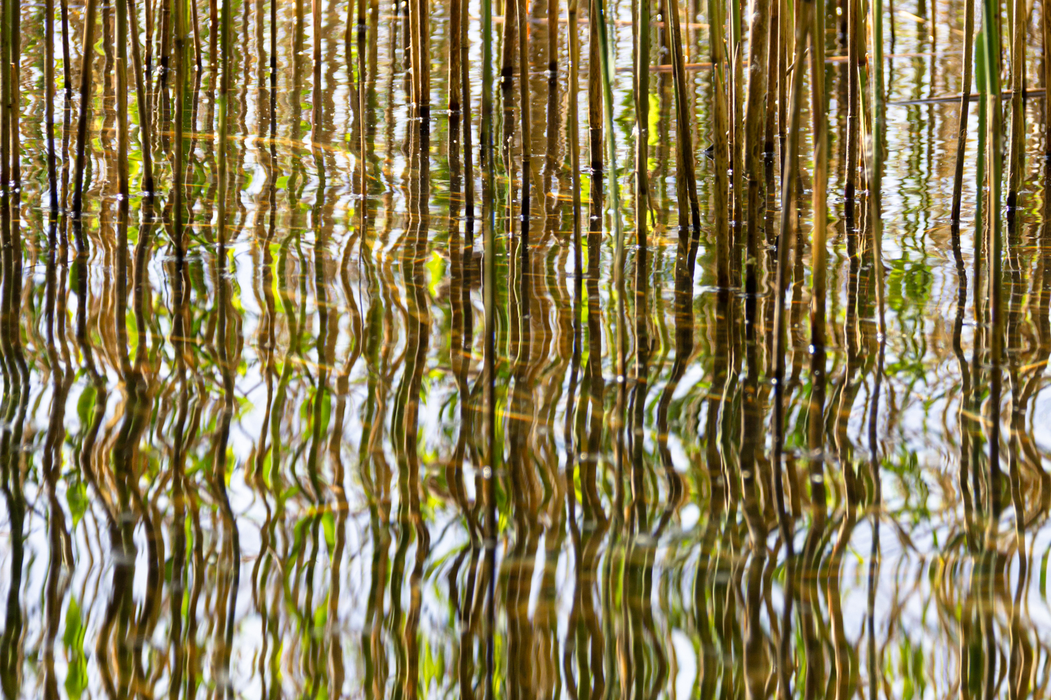 Schilf am Ufer des Pönitzer Sees