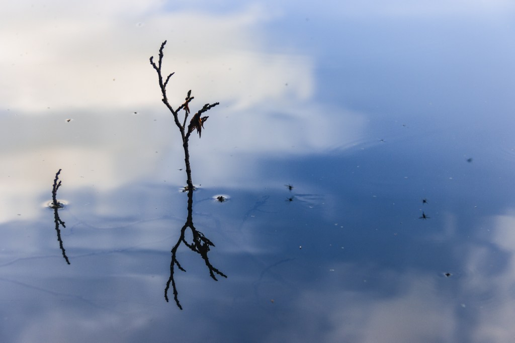 Ein abgebrochener Ast spiegelt sich auf der Wasseroberfläche