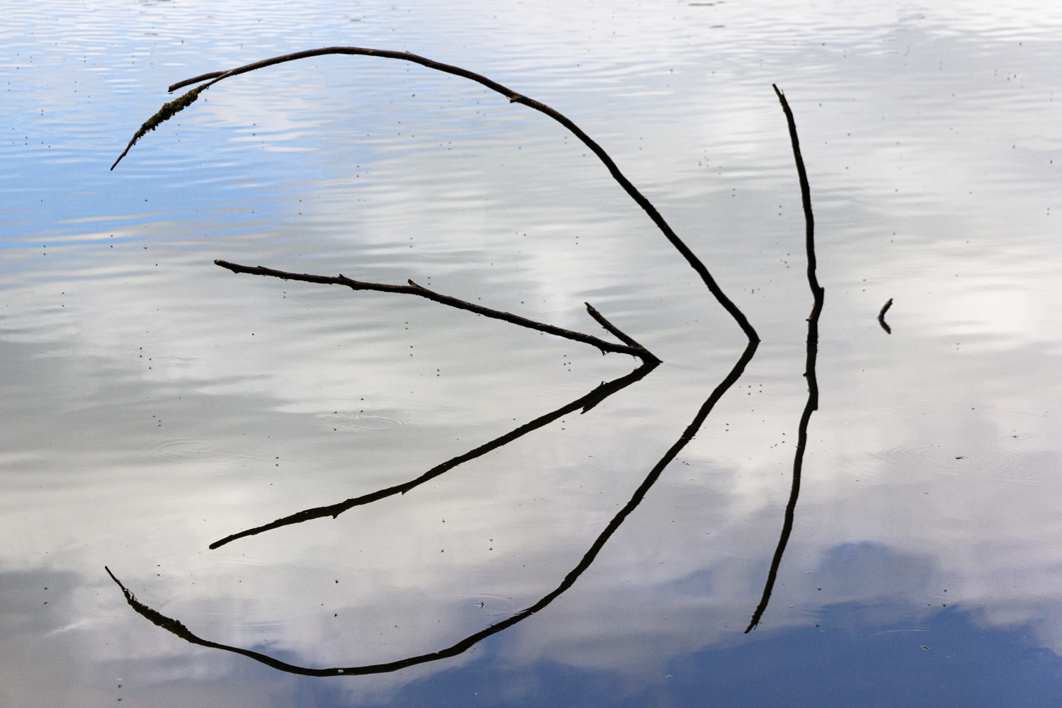 Fast wie eine abstrakte Zeichnung wirken die Äste, die aus dem Wasser ragen mit ihrer Spiegelung