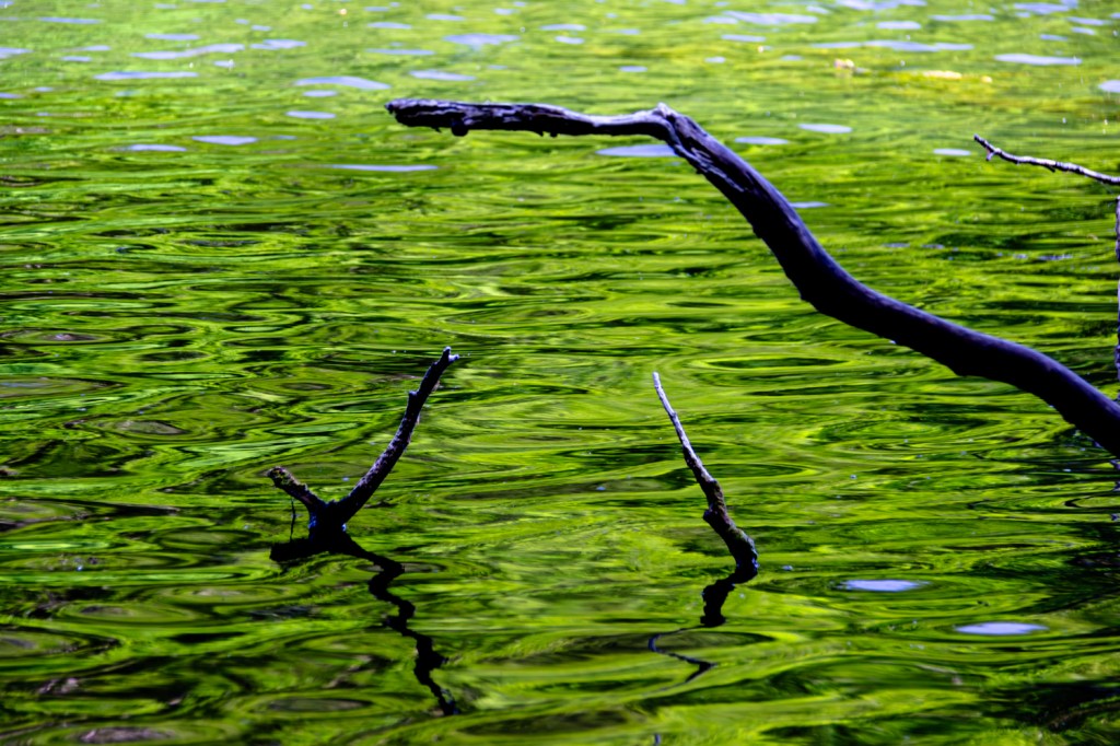 Ein abgestorbener Ast ragt aus dem Wasser