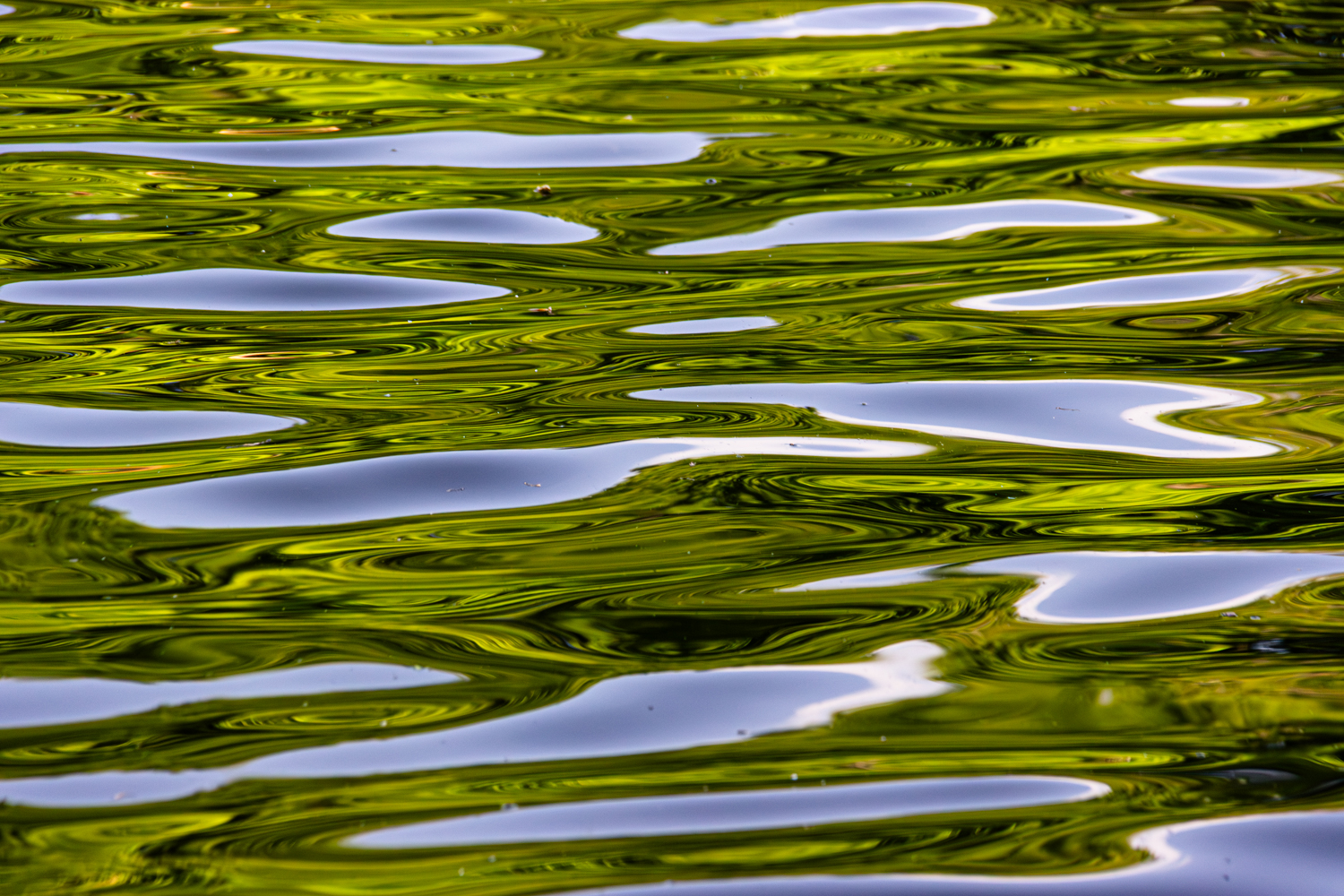 Himmel und Uferwald spiegeln sich im See