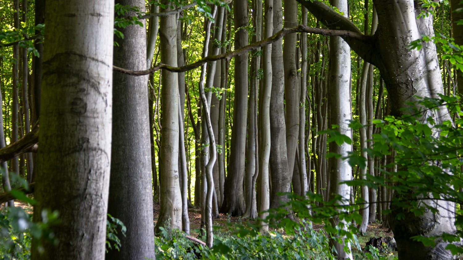 Buchenwald an der Ostseeküste