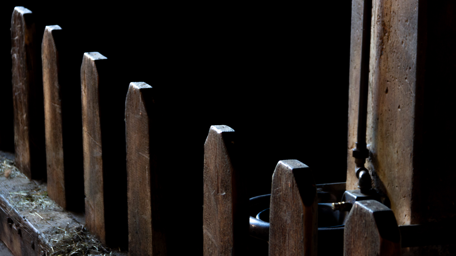 LowKey im Kuhstall
