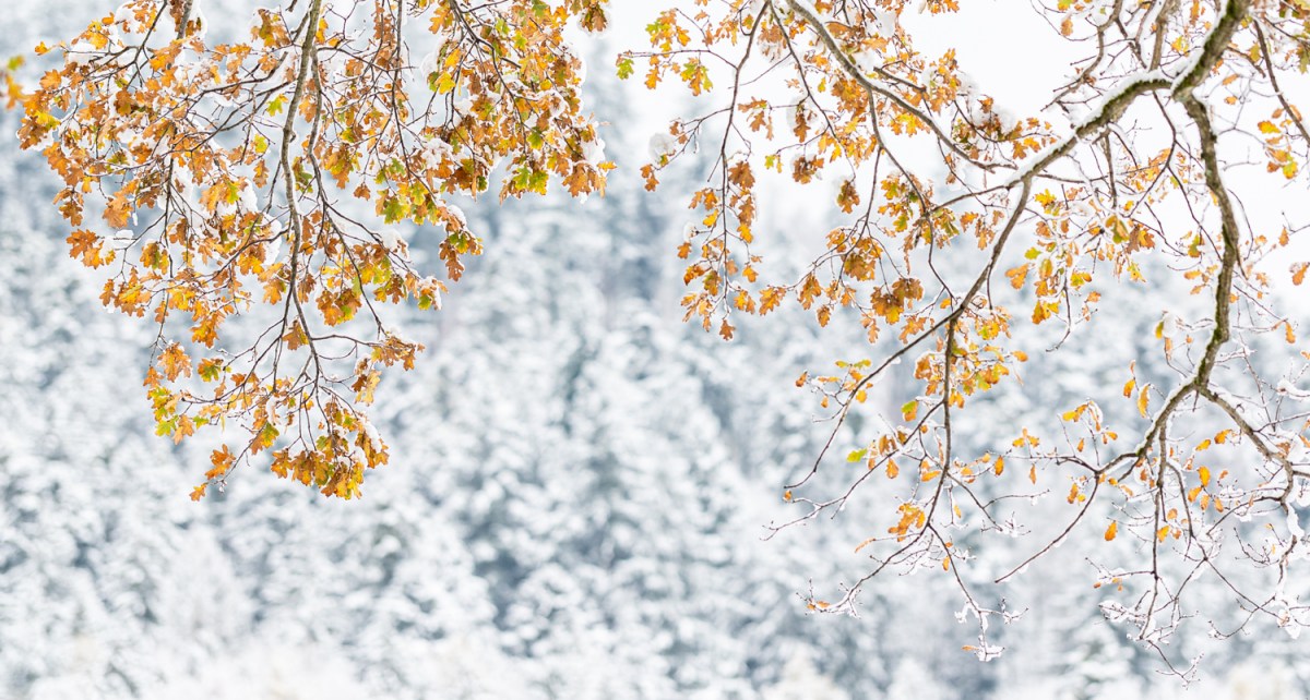 sogesehen – Monatsfoto&nbsp;Dezember