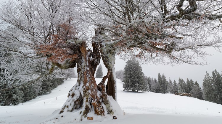 sogesehen – Monatsfoto Februar&nbsp;2026