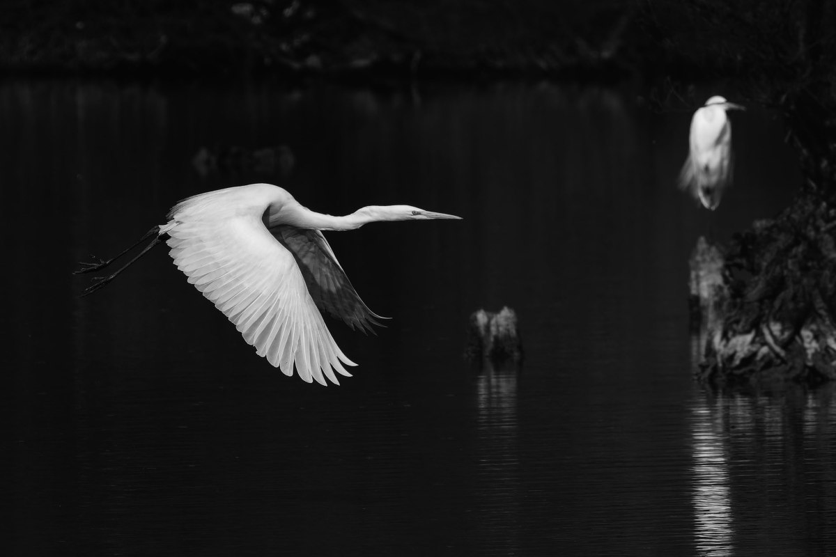 Die Silberreiher in Taubergießen – oder: einfach mal Glück&nbsp;haben!